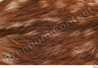 Doe  1 fur hair 0003.jpg